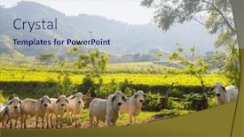  Presentation with agriculture - Presentation with herd-of-cows-at-summer background and a lemonade colored foreground