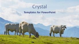  Presentation with agriculture field - Presentation theme consisting of herd-of-cows-at-summer background and a sky blue colored foreground