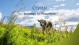  Presentation with agriculture field - Slide deck having herd-of-cows-at-summer background and a light blue colored foreground