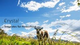  Presentation with agriculture field - Presentation theme having herd-of-cows-at-summer background and a light blue colored foreground