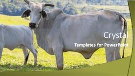  Presentation with agriculture field - Slide set having herd-of-cows-at-summer background and a gray colored foreground