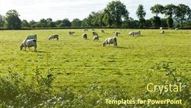  Presentation with france - Audience pleasing slide deck consisting of herd-of-cows-france backdrop and a tawny brown colored foreground