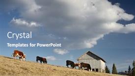  Presentation with ukraine - Presentation theme having herd of cows grazing on grass landscape in a mountain village carpathians ukraine background and a seafoam green colored foreground