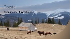  Presentation with grazing - Beautiful presentation design featuring herd of cows grazing on grass landscape in a mountain village carpathians ukraine backdrop and a light blue colored foreground