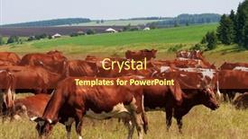  Presentation with grazing - PPT theme featuring herd-of-cows-grazing background and a  colored foreground