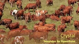  Presentation with grazing - PPT layouts having herd-of-cows-grazing background and a  colored foreground