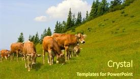  Presentation with alps - Presentation theme enhanced with herd of cows grazing background and a tawny brown colored foreground