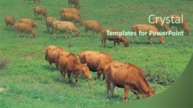  Presentation with grazing - Colorful PPT layouts enhanced with herd-of-cows-grazing backdrop and a ocean colored foreground