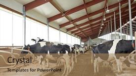  Presentation with animal husbandry - PPT layouts consisting of herd of cows in cowshed background and a  colored foreground