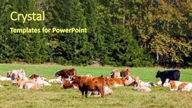  Presentation with czech republic - Amazing presentation theme having herd of cows sumava czech backdrop and a tawny brown colored foreground
