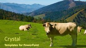  Presentation with france - Theme with herd-of-cows background and a tawny brown colored foreground