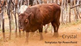  Presentation with farm - Presentation design with herd-of-cows background and a gold colored foreground