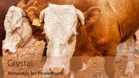  Presentation with holstein cows at dairy farm - Slides consisting of herd-of-cows background and a coral colored foreground