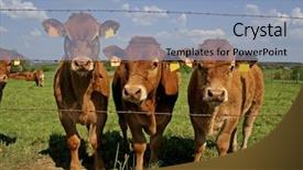  Presentation with cow - Theme having herd of curious cows background and a light blue colored foreground