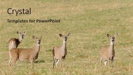  Presentation with whitetail deer - PPT layouts enhanced with herd of curious whitetail does background and a coral colored foreground