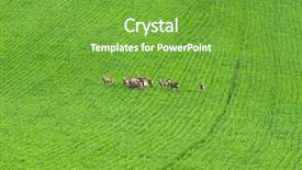 Presentation with grazing - Colorful presentation design enhanced with herd of deer grazing backdrop and a seafoam green colored foreground