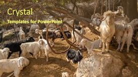  Presentation with turkey - Cool new theme with herd-of-domestic-goats backdrop and a tawny brown colored foreground