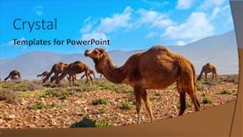  Presentation with morocco - Presentation theme consisting of herd-of-dromedary-camels background and a cyan colored foreground
