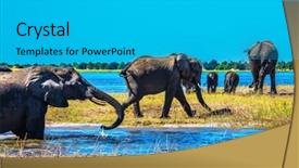  Presentation with elephants - Theme enhanced with herd of elephants adults and cubs crossing a river in shallow water watering in the okavango delta the chobe national park in botswana background and a teal colored foreground