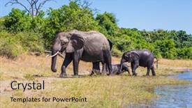  Presentation with elephants - PPT theme with herd of elephants adults and cubs crossing river in shallow water watering in the okavango delta the concept of active and exotic tourism chobe national park in botswana background and a coral colored foreground