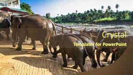  Presentation with elephants - Cool new presentation theme with herd of elephants bathing in the jungle river of sri lanka backdrop and a tawny brown colored foreground