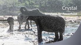  Presentation with elephants - Colorful slide set enhanced with herd of elephants bathing in the jungle river of sri lanka backdrop and a gray colored foreground