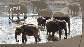  Presentation with elephants - Theme with herd of elephants bathing in the jungle river of sri lanka background and a gray colored foreground