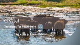  Presentation with elephants - Beautiful presentation theme featuring herd of elephants bathing in the jungle river of sri lanka backdrop and a gray colored foreground