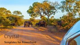  Presentation with africa tourism - Beautiful presentation featuring herd-of-elephants-crosses backdrop and a coral colored foreground