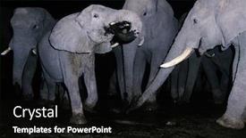  Presentation with elephants - Slides with herd-of-elephants-drinking-water background and a black colored foreground