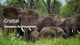  Presentation with elephants - Theme consisting of herd of elephants serengeti natural background and a tawny brown colored foreground