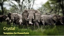  Presentation with elephants - Colorful PPT layouts enhanced with tusks - herd of elephants serengeti natural backdrop and a tawny brown colored foreground