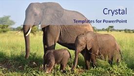  Presentation with elephants - PPT theme consisting of herd of elephants serengeti natural background and a sky blue colored foreground