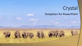  Presentation with elephants - Beautiful presentation featuring herd of elephants walk backdrop and a light blue colored foreground