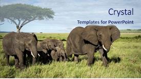  Presentation with elephants - Presentation with herd of elephants walking serengeti background and a sky blue colored foreground