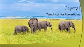  Presentation with earth animals - Presentation design featuring herd-of-elephants background and a light blue colored foreground