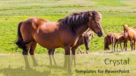  Presentation with tundra - Slide deck consisting of herd-of-fabulously-beautiful background and a yellow colored foreground