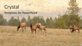  Presentation with farmland - Amazing slide deck having herd of female elk cows backdrop and a lemonade colored foreground