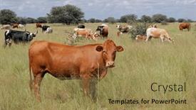  Presentation with cattle - Slides consisting of herd-of-free-range-cattle background and a coral colored foreground