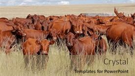  Presentation with cattle - PPT theme having herd-of-free-range-cattle background and a coral colored foreground