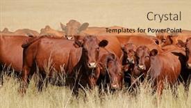  Presentation with cattle - Presentation featuring herd-of-free-range-cattle background and a coral colored foreground