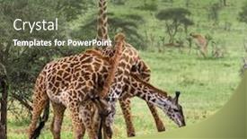  Presentation with serengeti africa - Slide set having herd of giraffe serengeti tanzania africa background and a tawny brown colored foreground