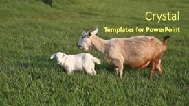  Presentation with field - PPT layouts featuring herd-of-goats-graze background and a  colored foreground