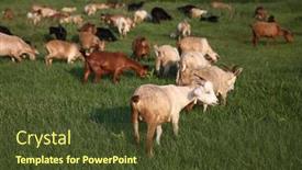  Presentation with field - PPT theme consisting of herd-of-goats-graze background and a  colored foreground