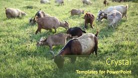  Presentation with eat - PPT theme having herd-of-goats-graze background and a  colored foreground