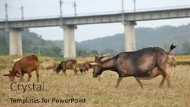  Presentation with eat - PPT theme having herd-of-goats-graze background and a coral colored foreground