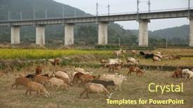  Presentation with field - Theme enhanced with herd-of-goats-graze background and a tawny brown colored foreground