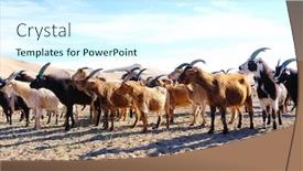  Presentation with mongol - Slide deck enhanced with herd-of-goats-grazes background and a cool aqua colored foreground