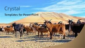  Presentation with western - Amazing slide set having herd-of-goats-grazes backdrop and a light blue colored foreground