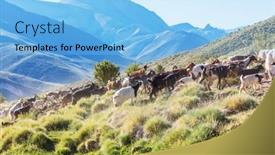  Presentation with mountains - Slides consisting of herd-of-goats-in-patagonia background and a light blue colored foreground